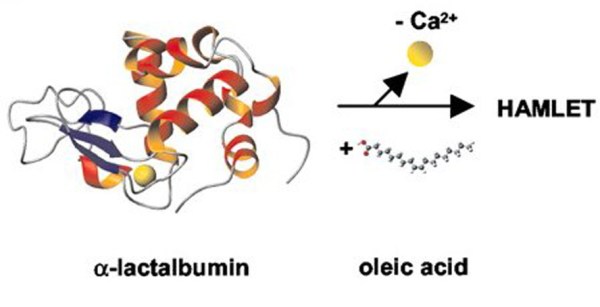 Gráfico de la síntesis del HAMLET