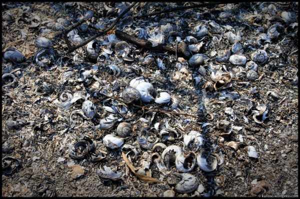 piscina de caracoles