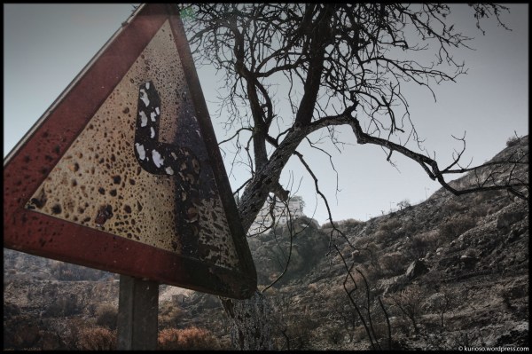 Media señal. Medio Árbol