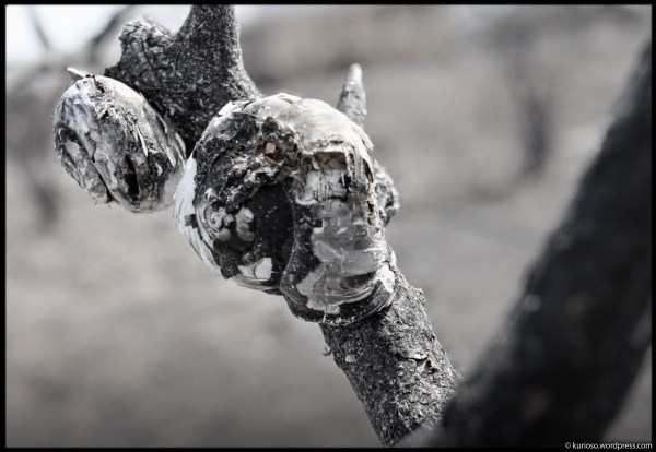 Rescoldo de Caracoles